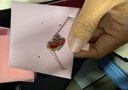 施華洛世奇（SWAROVSKI）【經(jīng)典爆款】SWAN 大號(hào)黑天鵝項(xiàng)鏈女送女友生日禮物女 曬單實(shí)拍圖