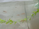 紅綠燈魚小型熱帶燈科魚活體草缸群游魚觀賞魚寶蓮燈斑馬魚孔雀魚 1.5cm長尾櫻桃燈5條送1條備損 曬單實(shí)拍圖