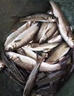 魚(yú)誘雅魚(yú)專(zhuān)用餌料溪流細麟魚(yú)裂腹魚(yú)冷水魚(yú)膿腥速攻拉餌極腥小藥打窩料 買(mǎi)2送1【89%釣友的選擇】3袋裝 曬單實(shí)拍圖