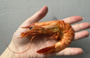 彩雙海即食九節(jié)蝦干特大干蝦斑節(jié)對蝦烤蝦干大號孕婦小孩零食海鮮特產(chǎn) XL九節(jié)蝦干500g【54-64只】 曬單實(shí)拍圖