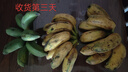 正宗廣西小米蕉香蕉新鮮水果整箱當(dāng)季生鮮蘋果蕉自然熟粉蕉包郵 【凈重9斤】廣西小米蕉 曬單實(shí)拍圖