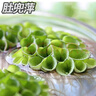 魚(yú)缸造景凈化水質(zhì)肚兜萍水浮萍槐葉萍懶人水草一葉蓮浮萍養魚(yú)龜水 肚兜萍5棵 曬單實(shí)拍圖