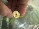 沃江源【加冰順豐發(fā)貨】湖北新鮮水果蓮蓬洪湖蓮蓬嫩蓮蓬太空蓮蓬嫩甜鮮 1斤 曬單實(shí)拍圖