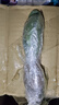邇英閣大葉玉樹老樁盆栽多肉植物燕子掌室內(nèi)防輻射四季好養(yǎng)綠植凈 玉樹1年小苗一棵5-10CM不等 原土（不含盆）15-25CM不等 曬單實拍圖