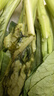  【高原夏菜】菜心苗250g(長度≤15cm)  曬單實拍圖
