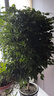 嘆為觀(guān)止大型植物發(fā)財樹(shù)各種大顆盆栽開(kāi)業(yè)喬遷客廳辦公室內好養大型花卉 幸福樹(shù)【1.2-.1.4米】 不含盆 曬單實(shí)拍圖