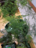 格調生活文竹盆栽室內綠植花卉盆景四季常綠植物云竹客廳辦公桌擺盆景 買(mǎi)一送一、發(fā)2盆文竹舍得方形盆 曬單實(shí)拍圖