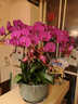 愛(ài)彤 鮮花速遞蝴蝶蘭盆栽帶花苞大盆真花卉公司年宵花送客戶(hù)領(lǐng)導喬遷 8株紫色蝴蝶蘭【瓷盆隨機】 同城配送 支持預約日期 曬單實(shí)拍圖