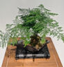 LZJV文竹盆栽桌面綠植室內植物辦公桌辦公室盆景凈化花卉空氣茶桌擺件 3年精品文竹(原盆發(fā)貨) 曬單實(shí)拍圖
