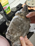 舟山梭子蟹鮮活特大野生大螃蟹新鮮冷凍海鮮水產(chǎn)海蟹飛蟹白蟹順豐 9兩以上/只【5斤凈重 超大肥美】 曬單實(shí)拍圖