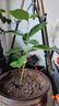 平安樹盆栽中大型客廳擺放綠植觀葉植物四季常青庭院植物 單株高約40厘米 不含盆 曬單實(shí)拍圖