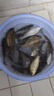 民間藝人九色鹿高靈敏冬釣黑坑輕口鯽鯉羅非醒目細尾魚(yú)漂浮漂納米漂 FTN101-長(cháng)49厘米-鉛1.3克 曬單實(shí)拍圖