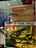 沃韋朗沃韋朗豐年蝦塊凍干紅蟲(chóng)干魚(yú)食金魚(yú)魚(yú)糧七彩神仙小型魚(yú)孔雀魚(yú)飼料 500ml 凍干紅線(xiàn)蟲(chóng)貼塊+豐年蝦塊 各一瓶 曬單實(shí)拍圖