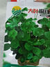 【當季新種】銅錢(qián)草金錢(qián)草水養種籽水培土培花種子大號四季庭院 銅錢(qián)草種子/包約100粒 1包 曬單實(shí)拍圖