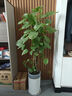 雙盟綠蘿盆栽除甲醛花卉綠植辦公室新房凈化空氣 120款10盆源頭直發(fā) 曬單實拍圖