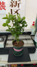 開(kāi)時(shí)果 茉莉花盆栽濃香型 桌面綠植物陽(yáng)臺花卉樹(shù)苗盆景擺件源頭直發(fā)包郵 精品茉莉花3-6株【加侖盆】 曬單實(shí)拍圖
