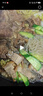 老誠(chéng)一鍋羊蝎子原味濃香2.4斤北京特產(chǎn)原湯火鍋即食方便燉菜夜宵方便菜肴 曬單實(shí)拍圖