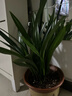 特級濃香型企黑蘭花國蘭客廳四季好養盆栽綠植物國花高端送禮物 高度40cm冠幅15cm特級精品蘭花 8-10苗地原盆發(fā)貨 曬單實(shí)拍圖