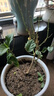臨雅虎頭茉莉花盆栽老樁室內花卉陽(yáng)臺花苗綠植物好養原土盆源頭直發(fā) 曬單實(shí)拍圖