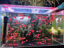 日清丸紅飼料熱帶魚(yú)燈魚(yú)斗魚(yú)孔雀魚(yú)金魚(yú)慈鯛魚(yú)苗B1B2C1S1日本品牌 左下角進(jìn)店 亞成B2飼料（50克） 曬單實(shí)拍圖