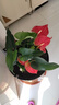 水培紅掌盆栽帶花鴻運當頭一帆風(fēng)順易活四季開(kāi)花卉綠植物室內好養 【爆款好貨】特級紅掌7-10花（原盆）+營(yíng)養液 含盆 曬單實(shí)拍圖