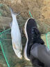 美人魚(yú)聆風(fēng)竹2代滑漂磯竿遠投磯釣竿碳素手海兩用超輕超硬釣魚(yú)竿套裝海釣魚(yú)竿 二代3號3.6米+金屬3000輪+磯竿包 曬單實(shí)拍圖