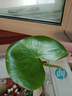 水培一葉蓮浮萍迷你水草凈化水質(zhì)魚缸造景睡蓮花水生水養(yǎng)花卉植物 一葉蓮 【1片裝】尺寸8-11厘米 曬單實拍圖