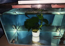 YEE超白魚(yú)缸桌面客廳生態(tài)斗金魚(yú)烏龜缸造景小型水草養魚(yú)玻璃裸缸50cm 曬單實(shí)拍圖