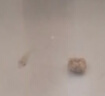 AIPHAROW泰國進(jìn)口羅漢苗熱帶觀(guān)賞魚(yú)活體鴻運泰金花紋紅德薩高爆頭率羅漢魚(yú) 高起頭鴻運苗2條裝（2-3cm） 曬單實(shí)拍圖