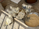 一斤重白鳳烏雞活苗正宗烏小雞苗烏骨雞活苗泰和烏雞苗竹絲雞活苗 4-5兩重烏雞苗 10只【3公7母】 曬單實拍圖