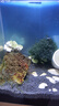森森（SUNSUN）耀藍(lán)魚缸壁掛式過濾器外置小型過濾桶凈水過濾循環(huán)系統(tǒng)YBG-300 曬單實拍圖