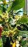 桂花樹(shù)苗盆栽室內四季桂花卉植物金桂丹桂庭院大樹(shù)濃香型綠植開(kāi)花 四季桂花高40cm左右【原土球發(fā)貨】 曬單實(shí)拍圖