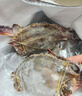 舟山梭子蟹鮮活特大野生大螃蟹新鮮冷凍海鮮水產(chǎn)海蟹飛蟹白蟹順豐 9兩以上/只【5斤 超大野生肥美】 曬單實(shí)拍圖