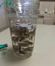 衛(wèi)辭抓魚瓶兒童抓魚神器捕魚撈魚神器倒須不漏戶外塑料抓魚工具 【升級配重螺母】加大號 （配約12米繩子+2包餌料+地插） 曬單實拍圖