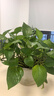 德沃多肥料 植物營(yíng)養(yǎng)液通用600ml水培綠植花卉盆栽花肥料發(fā)財(cái)樹(shù)綠蘿液體肥 曬單實(shí)拍圖