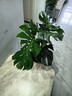 臨雅提根龜背竹綠植盆栽室內客廳桌面大型凈化空氣懶人好養活高級植物 提根龜背竹70-90cm+印象圓球盆 曬單實(shí)拍圖