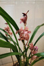 建蘭滿(mǎn)堂紅蘭花紅花經(jīng)典代表名品花卉綠植老種好養易活盆栽濃香型 3壯苗帶花 原盆土整盆發(fā)貨 曬單實(shí)拍圖
