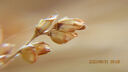 MECORIGHT美高近攝鏡微距鏡放大濾鏡1 2 4 8倍拍花鳥(niǎo)魚(yú)蟲(chóng)適用佳能尼康索尼富士適馬騰龍松下微單反相機鏡頭 高清微距近攝鏡+4倍 67mm 曬單實(shí)拍圖