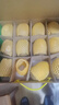 佳沛（zespri）新西蘭 陽光金果12粒單果約122-146g 獼猴桃 中秋水果禮盒 曬單實拍圖