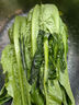【高山鮮】云南高原油麥菜500g 曬單實(shí)拍圖