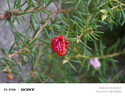 索尼（SONY）【保價(jià)11.11】ZV-E10K 新升級標準鏡頭套裝 黑色 新套機鏡頭E PZ 16-50mm F3.5-5.6 OSS II 曬單實(shí)拍圖