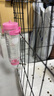 喜帥 兔子水壺倉鼠飲水喂水器龍貓卡扣水壺滾珠防漏水壺顏色隨機250ml 曬單實(shí)拍圖