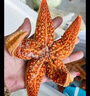 【新鮮滿(mǎn)籽】海星派大星新鮮冷凍 速凍滿(mǎn)籽海星水產(chǎn)肉類(lèi)海鮮 大號海星3-4只一斤 500g(凈重)  500克 曬單實(shí)拍圖