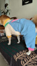 MIKI PAD狗狗衣服小型犬貓衣服秋冬季保暖可牽引外出背帶褲比熊泰迪雪納瑞 藍色口袋背帶褲 L背長(cháng)35cm（參考體重9-13斤） 曬單實(shí)拍圖