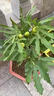 慕爾森無花果樹苗果苗大苗當(dāng)年結(jié)果矮化波姬紅果庭院盆栽地栽耐寒 【推薦】無花果2公分粗 原土發(fā)貨 曬單實拍圖