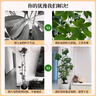 嘆為觀(guān)止大型植物發(fā)財樹(shù)各種大顆盆栽開(kāi)業(yè)喬遷客廳辦公室內好養大型花卉 造型鴨腳木【1.5-1.7米】 含盆 曬單實(shí)拍圖