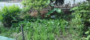 完達山（wondersun）菁采稚護 較大嬰兒配方奶粉2段800克6罐裝（6-12個(gè)月適用） 曬單實(shí)拍圖