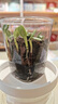 IAM City Farmer向日葵兒童種植盆栽種子學(xué)生植物觀察窗發(fā)芽生長(zhǎng)趣味diy植物10033 曬單實(shí)拍圖
