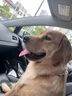伯納天純中大型犬全價成年犬糧金毛寵物主糧羊肉蔓越莓15kg/30斤 曬單實拍圖