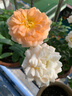 果汁陽(yáng)臺月季花苗四季開(kāi)花卉盆栽綠植物室內花易活玫瑰帶花苞庭院 果汁陽(yáng)臺【大花濃香，月月開(kāi)分枝多】 【帶花苞】【盆口徑15cm】原盆冠25高35 曬單實(shí)拍圖